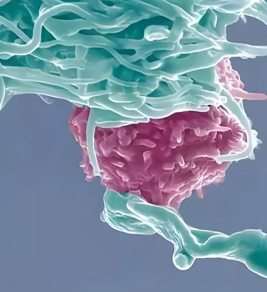 GS-441524 Injection use | Shaanxi BLOOM Tech Co., Ltd GS-441524 Injection use | Shaanxi BLOOM Tech Co., Ltd