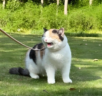 free cat fip treatment | Shaanxi BLOOM Tech Co., Ltd free cat fip treatment | Shaanxi BLOOM Tech Co., Ltd