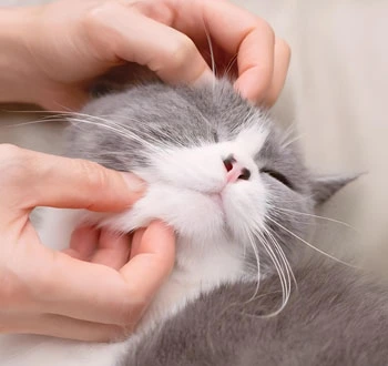 gs 441524 cost | Shaanxi BLOOM Tech Co., Ltd gs 441524 cost | Shaanxi BLOOM Tech Co., Ltd