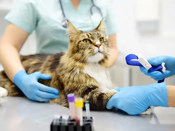 GS-441524 uses | Shaanxi BLOOM Tech Co., Ltd GS-441524 uses | Shaanxi BLOOM Tech Co., Ltd