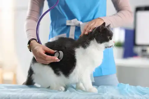 GS-441524 use | Shaanxi BLOOM Tech Co., Ltd GS-441524 use | Shaanxi BLOOM Tech Co., Ltd