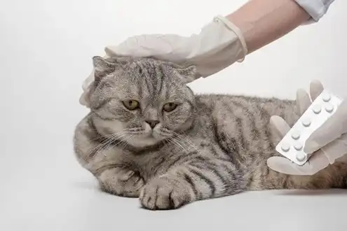 GS-441524 Fip for cats | Shaanxi BLOOM Tech Co., Ltd GS-441524 Fip for cats | Shaanxi BLOOM Tech Co., Ltd