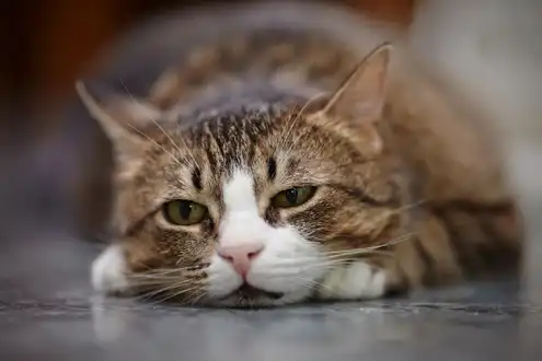 GS-441524 Fip cats | Shaanxi BLOOM Tech Co., Ltd GS-441524 Fip cats | Shaanxi BLOOM Tech Co., Ltd