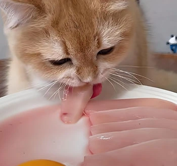 GS-441524 Fip cats | Shaanxi BLOOM Tech Co., Ltd GS-441524 Fip cats | Shaanxi BLOOM Tech Co., Ltd