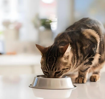 GS-441524 cats | Shaanxi BLOOM Tech Co., Ltd GS-441524 cats | Shaanxi BLOOM Tech Co., Ltd