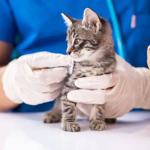 fipv injection | Shaanxi BLOOM Tech Co., Ltd fipv injection | Shaanxi BLOOM Tech Co., Ltd