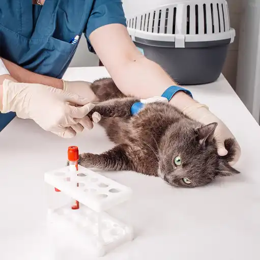 free cat fip treatment | Shaanxi BLOOM Tech Co., Ltd free cat fip treatment | Shaanxi BLOOM Tech Co., Ltd
