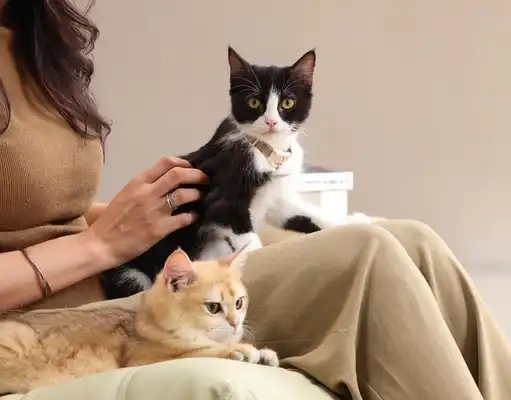 gs 441524 fip treatment | Shaanxi BLOOM Tech Co., Ltd gs 441524 fip treatment | Shaanxi BLOOM Tech Co., Ltd