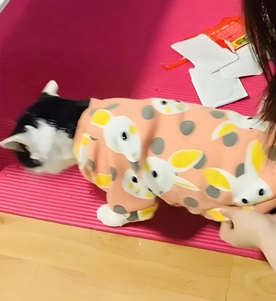 gs 441524 drug | Shaanxi BLOOM Tech Co., Ltd gs 441524 drug | Shaanxi BLOOM Tech Co., Ltd