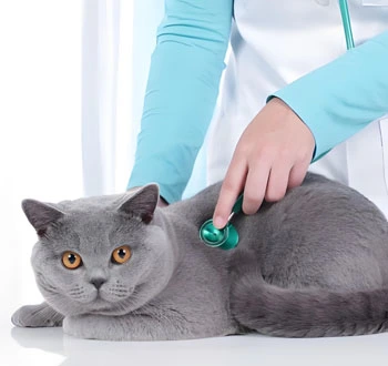 gs 441524 fip treatment | Shaanxi BLOOM Tech Co., Ltd gs 441524 fip treatment | Shaanxi BLOOM Tech Co., Ltd