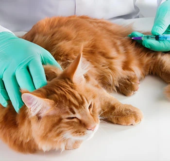 gs 441524 treatment | Shaanxi BLOOM Tech Co., Ltd gs 441524 treatment | Shaanxi BLOOM Tech Co., Ltd