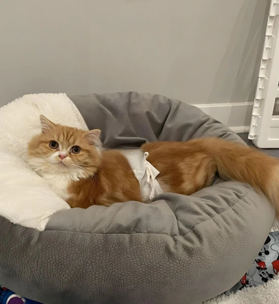 gs 441524 oral | Shaanxi BLOOM Tech Co., Ltd gs 441524 oral | Shaanxi BLOOM Tech Co., Ltd