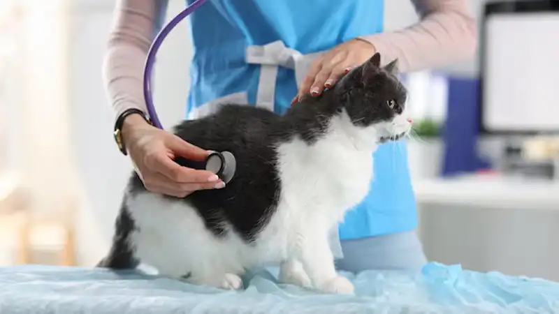 GS 441524 FIP | Shaanxi BLOOM Tech Co., Ltd GS 441524 FIP | Shaanxi BLOOM Tech Co., Ltd