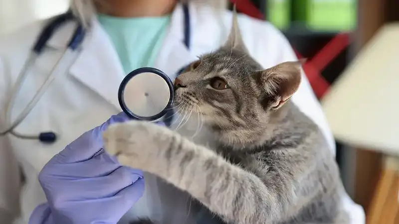 GS 441524 FIP | Shaanxi BLOOM Tech Co., Ltd GS 441524 FIP | Shaanxi BLOOM Tech Co., Ltd