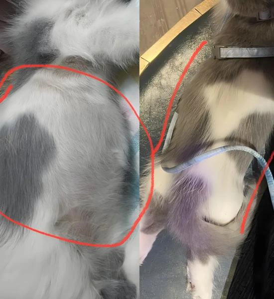 gs 441524 drug | Shaanxi BLOOM Tech Co., Ltd gs 441524 drug | Shaanxi BLOOM Tech Co., Ltd