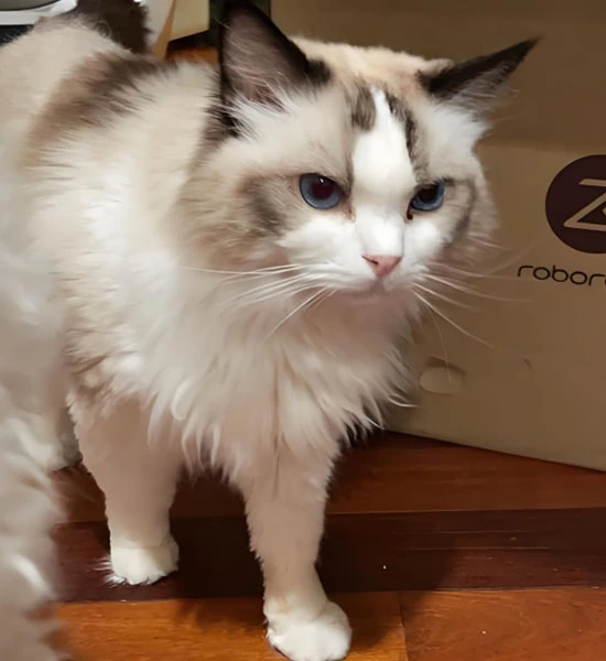 GS-441524 Cat treatment | Shaanxi BLOOM Tech Co., Ltd GS-441524 Cat treatment | Shaanxi BLOOM Tech Co., Ltd