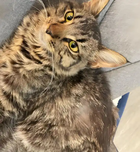 GS-441524 Tablets use | Shaanxi BLOOM Tech Co., Ltd GS-441524 Tablets use | Shaanxi BLOOM Tech Co., Ltd