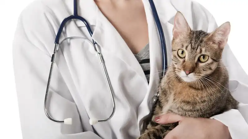 GS-441524 research | Shaanxi BLOOM Tech Co., Ltd GS-441524 research | Shaanxi BLOOM Tech Co., Ltd