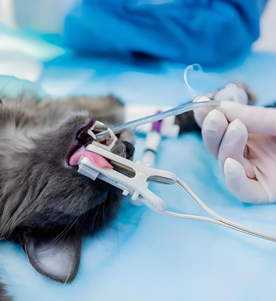 GS-441524 Tablets use | Shaanxi BLOOM Tech Co., Ltd GS-441524 Tablets use | Shaanxi BLOOM Tech Co., Ltd