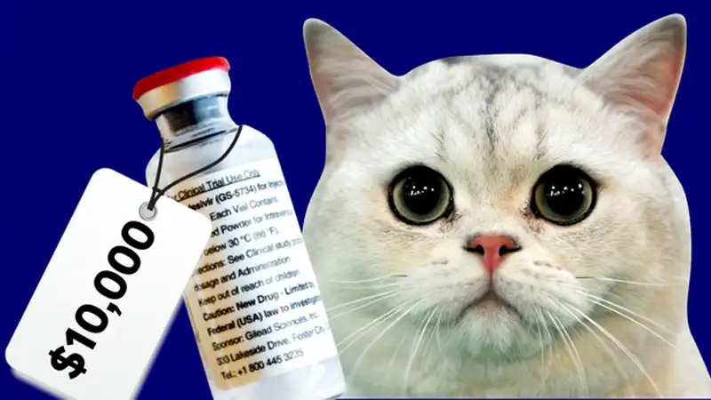free cat fip treatment | Shaanxi BLOOM Tech Co., Ltd free cat fip treatment | Shaanxi BLOOM Tech Co., Ltd