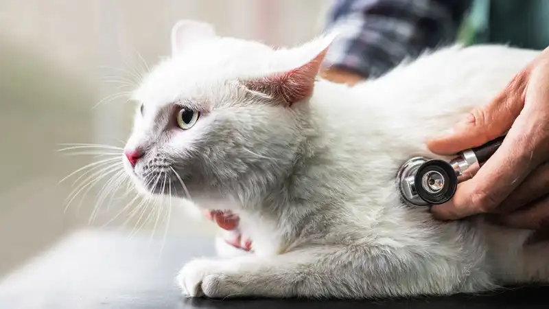 fipv injection | Shaanxi BLOOM Tech Co., Ltd fipv injection | Shaanxi BLOOM Tech Co., Ltd