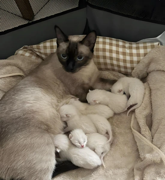 gs 441524 for fip | Shaanxi BLOOM Tech Co., Ltd gs 441524 for fip | Shaanxi BLOOM Tech Co., Ltd