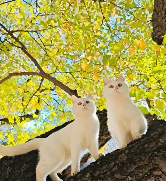 gs 441524 precio | Shaanxi BLOOM Tech Co., Ltd gs 441524 precio | Shaanxi BLOOM Tech Co., Ltd