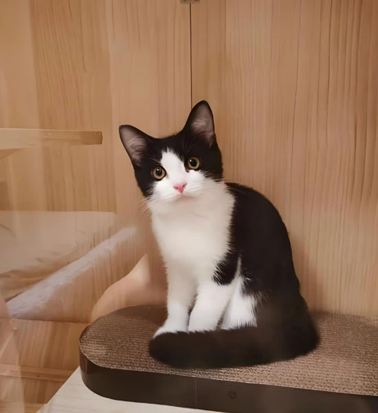 gs 441524 buy | Shaanxi BLOOM Tech Co., Ltd gs 441524 buy | Shaanxi BLOOM Tech Co., Ltd