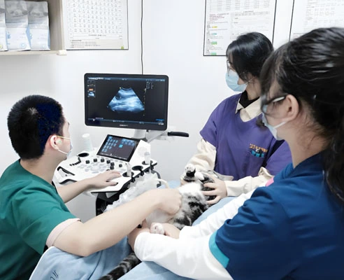 gs 441524 precio | Shaanxi BLOOM Tech Co., Ltd gs 441524 precio | Shaanxi BLOOM Tech Co., Ltd