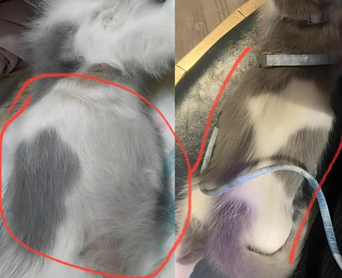 gs 441524 fip | Shaanxi BLOOM Tech Co., Ltd gs 441524 fip | Shaanxi BLOOM Tech Co., Ltd