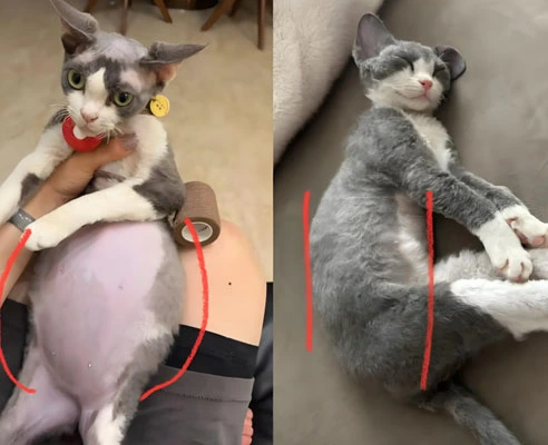 gs 441524 buy online | Shaanxi BLOOM Tech Co., Ltd gs 441524 buy online | Shaanxi BLOOM Tech Co., Ltd