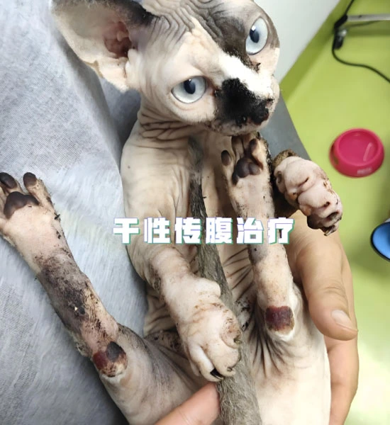 gs 441524 buy | Shaanxi BLOOM Tech Co., Ltd gs 441524 buy | Shaanxi BLOOM Tech Co., Ltd