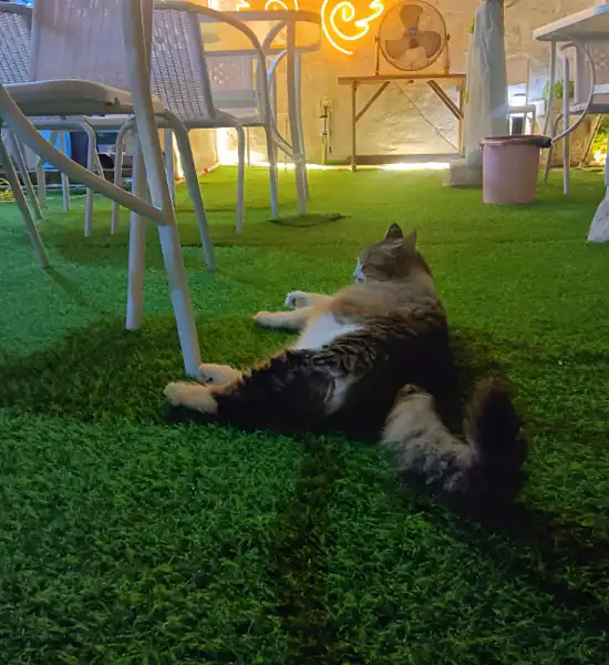 fip treatment | Shaanxi BLOOM Tech Co., Ltd fip treatment | Shaanxi BLOOM Tech Co., Ltd