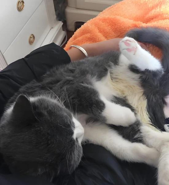 gs 441524 fip | Shaanxi BLOOM Tech Co., Lt gs 441524 fip | Shaanxi BLOOM Tech Co., Lt