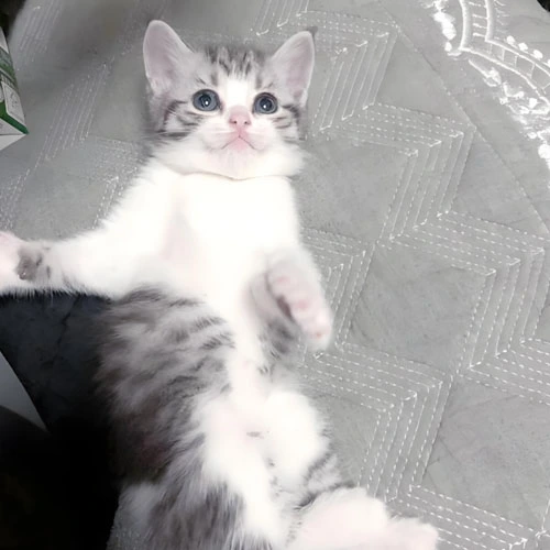 gs injection| Shaanxi BLOOM Tech Co., Ltd gs injection| Shaanxi BLOOM Tech Co., Ltd