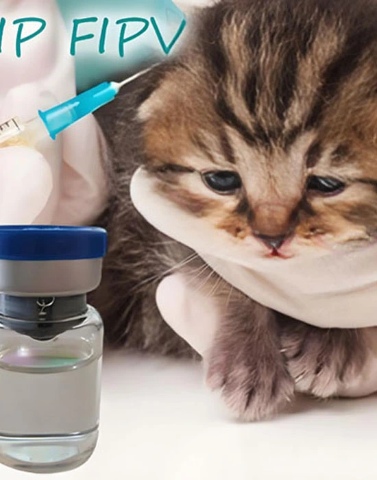 gs 441524 treatment | Shaanxi BLOOM Tech Co., Ltd gs 441524 treatment | Shaanxi BLOOM Tech Co., Ltd