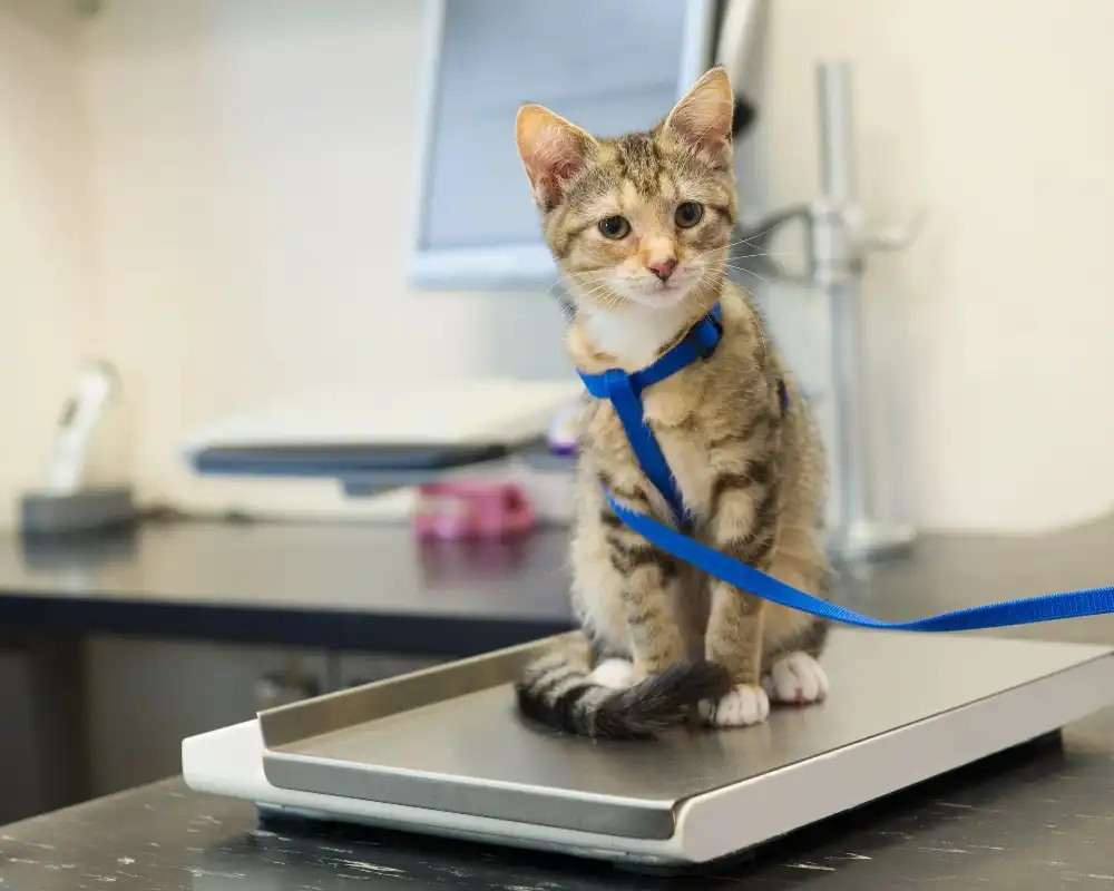 Weight Tracking FIP | Shaanxi BLOOM Tech Co., Ltd Weight Tracking FIP | Shaanxi BLOOM Tech Co., Ltd