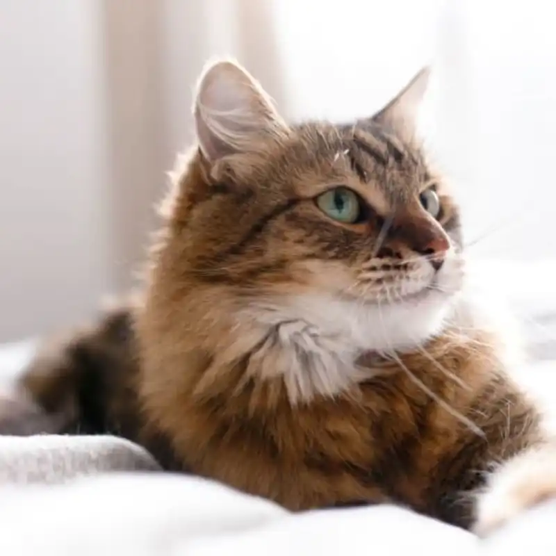 Respiratory Rate FIP | Shaanxi BLOOM Tech Co., Ltd Respiratory Rate FIP | Shaanxi BLOOM Tech Co., Ltd