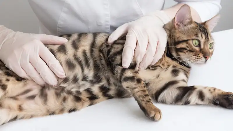 gs 441524 for fip | Shaanxi BLOOM Tech Co., Ltd gs 441524 for fip | Shaanxi BLOOM Tech Co., Ltd