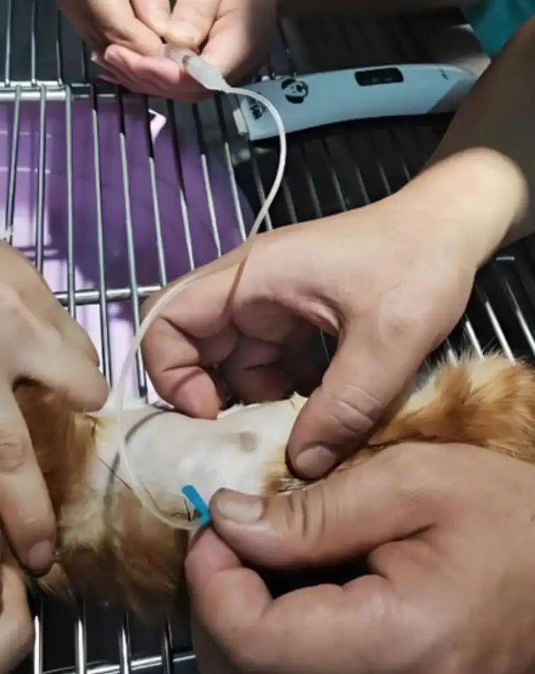 GS-441524 Tablets use | Shaanxi BLOOM Tech Co., Ltd GS-441524 Tablets use | Shaanxi BLOOM Tech Co., Ltd