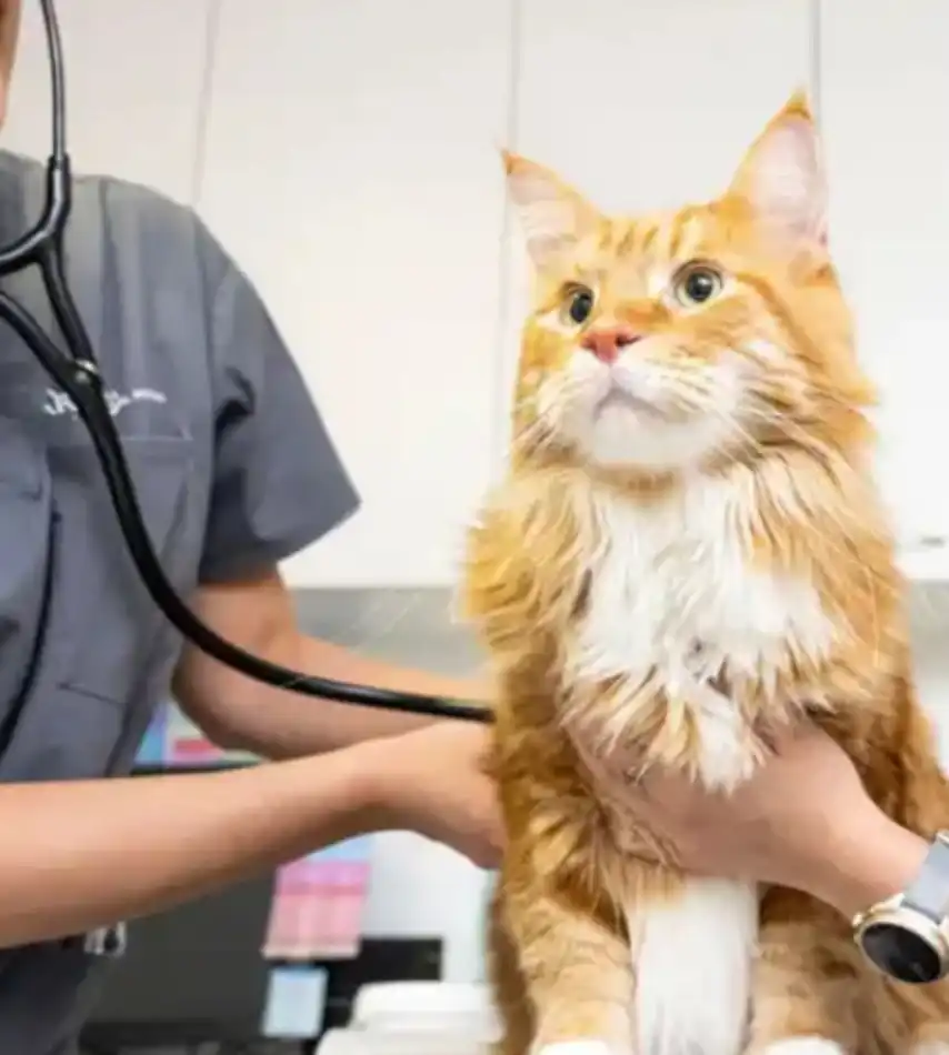 GS-441524 FIP Purchase | Shaanxi BLOOM Tech Co., Ltd GS-441524 FIP Purchase | Shaanxi BLOOM Tech Co., Ltd