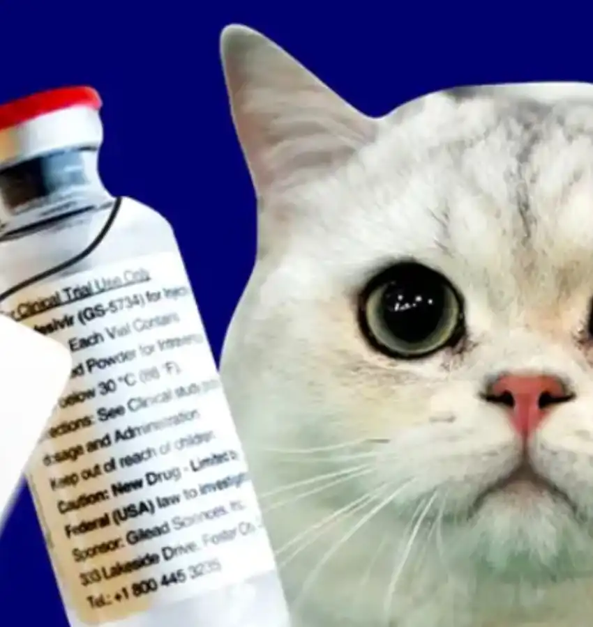 GS-441524 Powder Buy | Shaanxi BLOOM Tech Co., Ltd GS-441524 Powder Buy | Shaanxi BLOOM Tech Co., Ltd