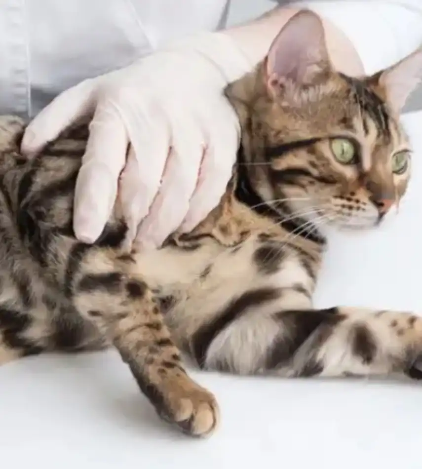 GS-441524 Powder 2mg | Shaanxi BLOOM Tech Co., Ltd GS-441524 Powder 2mg | Shaanxi BLOOM Tech Co., Ltd