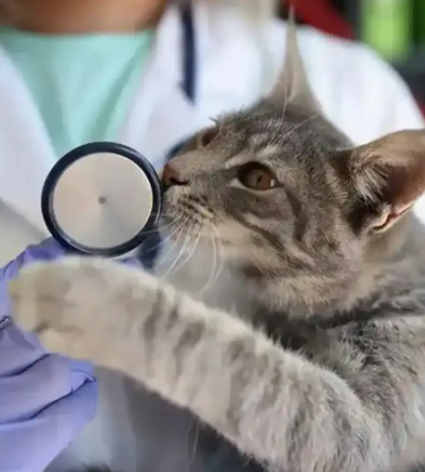 GS-441524 Powder Hot sale | Shaanxi BLOOM Tech Co., Ltd GS-441524 Powder Hot sale | Shaanxi BLOOM Tech Co., Ltd