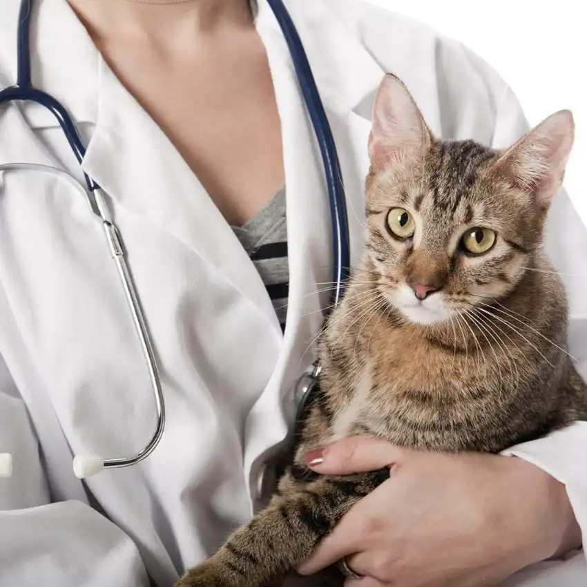 gs 441524 where to buy | Shaanxi BLOOM Tech Co., Ltd gs 441524 where to buy | Shaanxi BLOOM Tech Co., Ltd