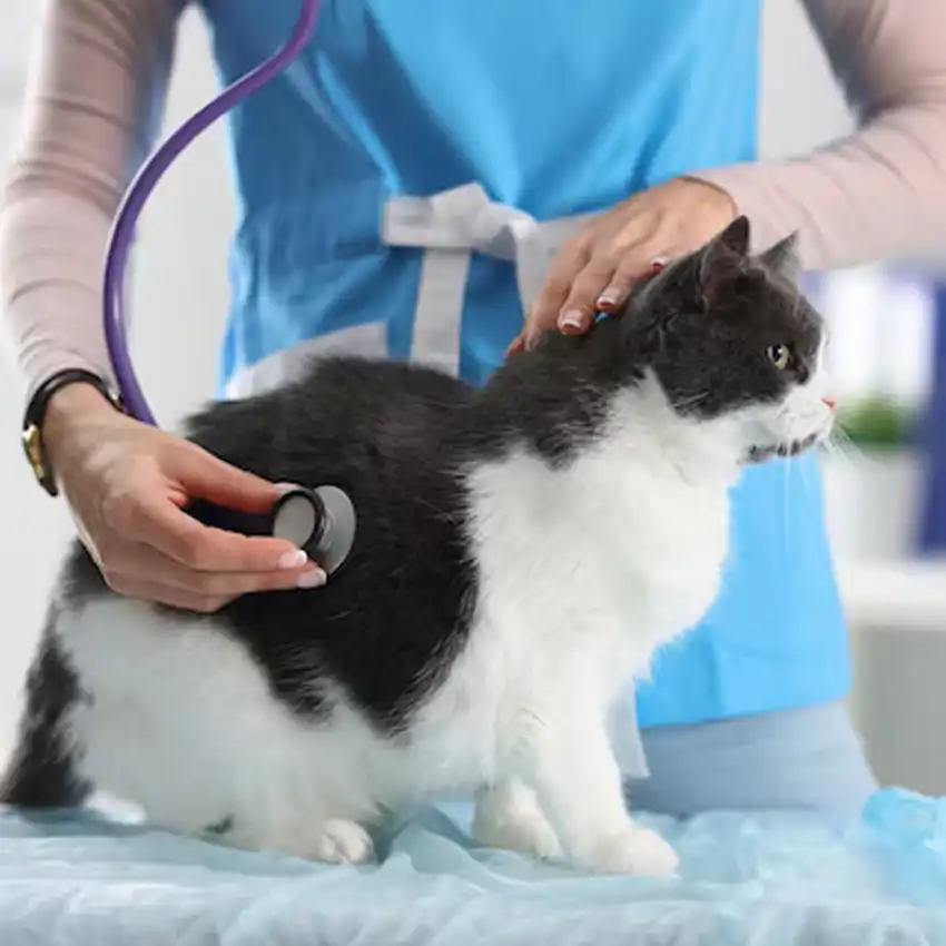 gs 441524 pills | Shaanxi BLOOM Tech Co., Ltd gs 441524 pills | Shaanxi BLOOM Tech Co., Ltd