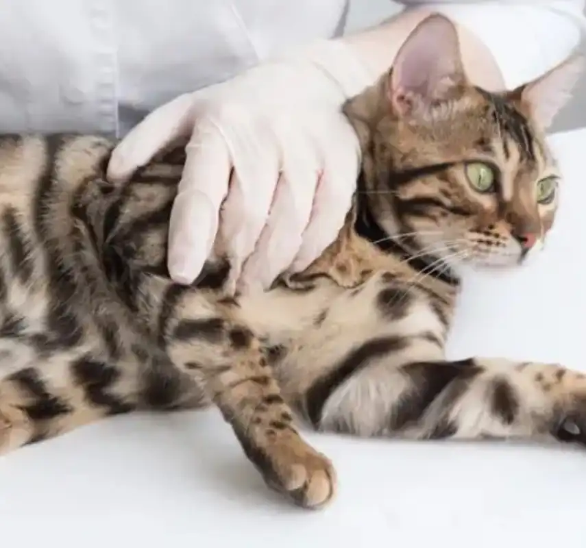 gs 441524 pills | Shaanxi BLOOM Tech Co., Ltd gs 441524 pills | Shaanxi BLOOM Tech Co., Ltd