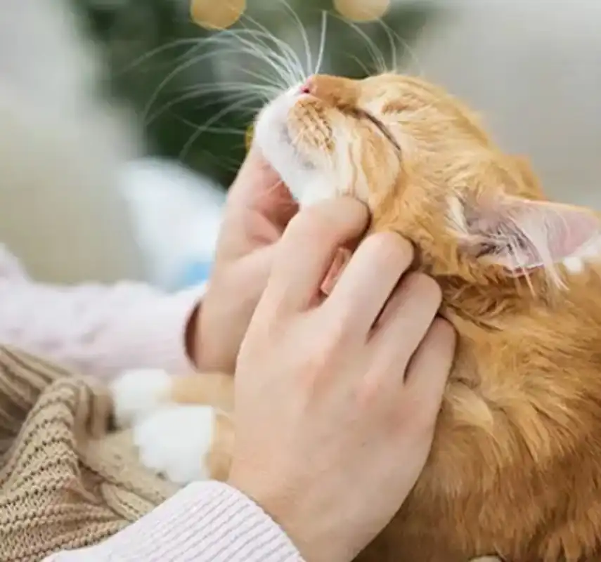 GS-441524 Injection Wholesale | Shaanxi BLOOM Tech Co., Ltd GS-441524 Injection Wholesale | Shaanxi BLOOM Tech Co., Ltd