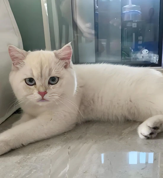 gs pills | Shaanxi BLOOM Tech Co., Ltd gs pills | Shaanxi BLOOM Tech Co., Ltd