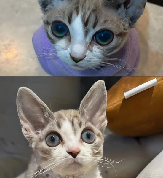 GS-441524 pills | Shaanxi BLOOM Tech Co., Ltd GS-441524 pills | Shaanxi BLOOM Tech Co., Ltd